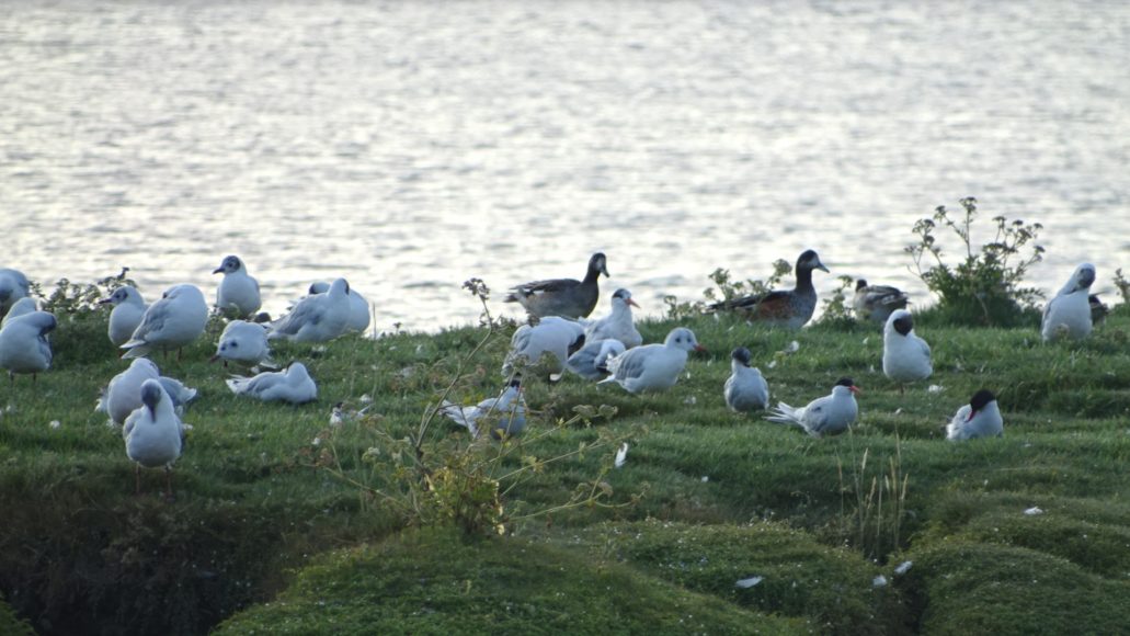 Conjunto de aves en playa Chaihín