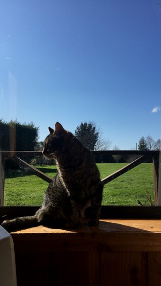 Mi gata tomando sol y mirando a los pájaros por la ventana.