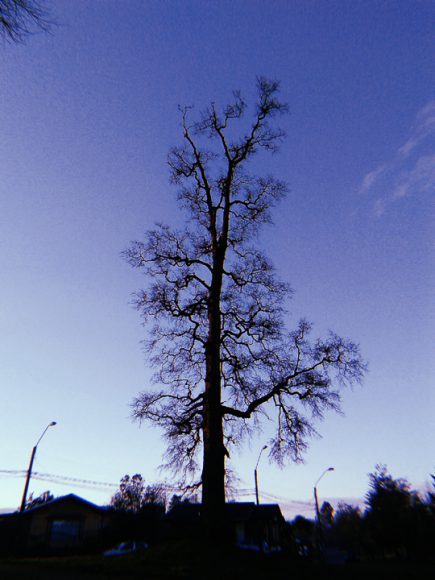 Silueta de un árbol en una plaza.