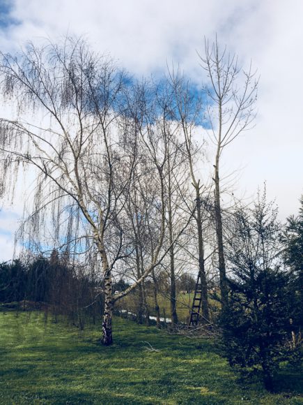 Foto de los arboles sin hojas, demostrando el frío del invierno.