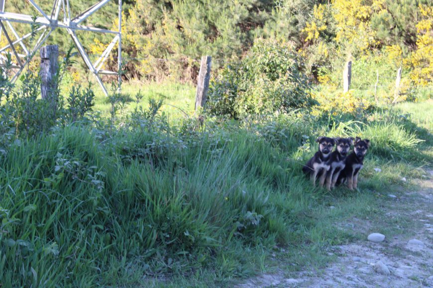 Esta imagen la tomé a la rápida en una ida al campo, estos tres perritos estaban abandonados en medio del camino, eran tan tiernos y pequeños que no me explico como puede existir gente que abandona así a sus mascotas.