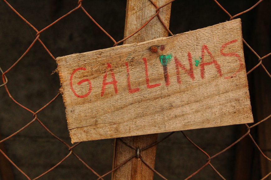 Barrios Bajos es como un campo en plena ciudad, a veces por las mañanas me despierto con el canto de los gallos, o en el día se escuchan como las gallinas cacarean cuando ponen un huevo, algunos vecinos hasta patos tienen, ya que acá los terrenos son muy grandes. Mi pololo me contaba que en su casa una vez hasta un chancho criaron.